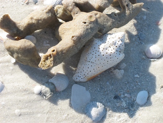 Collecting sea shells Collecting sea shells