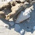 Collecting sea shells